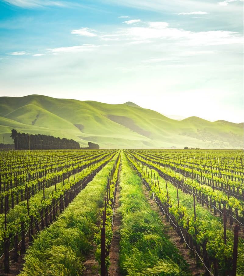 Agricultural field