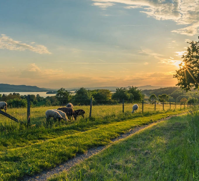 Animal feed farm landscape