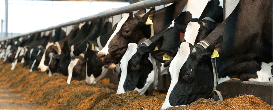Cattle feeding at a farm
